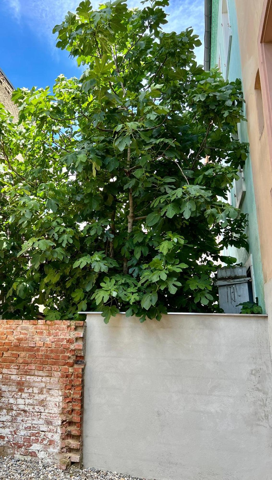 Rs-0 - Appartement F2 Au Rdc A Mulhouse Pour 1-3 Pers Dış mekan fotoğraf